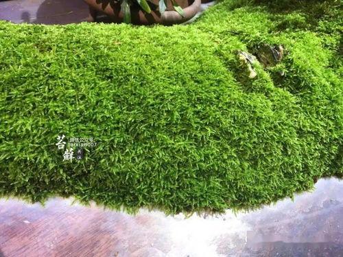 青苔花开,探寻自然之美与生命奇迹