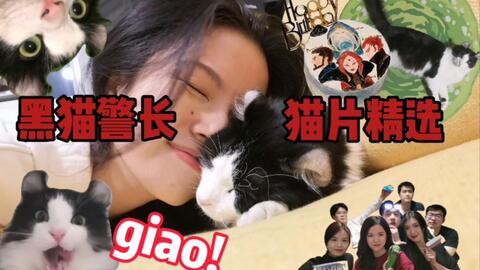 猫片之无喵生还,一场惊心动魄的猫界求生之旅